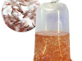Artemia  Brine Shrimp  - Bulk 3000 mL