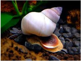 Filopaludina martensi  white wizard snail  L