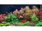 Aquariumplanten / Plantes d aquarium  hand picked 