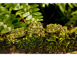 Theloderma corticale Mossy Frog Nakweek / Elevage  S-M