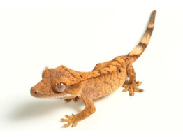 Correlophus ciliatus Crested Gecko Mixed Morphs Nakweek / Elevage S-L