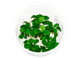 Anubias nana bonsai  in vitro 