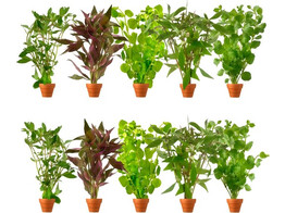 Selected Stengel plant / Plantes aux tiges  Terracotta 