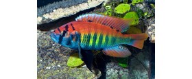 Other African cichlids