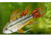 APISTOGRAMMA CACATUOIDES ORANGE RED XL