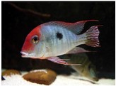 GEOPHAGUS SP. TAPAJOS RED HEAD 4-5