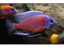 COPADICHROMIS BORLEYI RED FIN 8-14