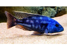 NIMBOCHROMIS FUSCOTAENIATUS 4-5