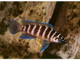 LAMPROLOGUS CYLINDRICUS 4 5-6