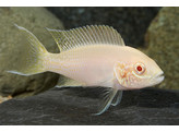 LAMPROLOGUS BRICHARDI ALBINO 4-5