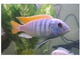 PSEUDOTROPHEUS ZEBRA RED FIN 4-5