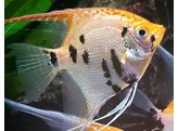 PTEROPHYLLUM SCALARE KOI DIAMOND Full Crepy 3-3 5