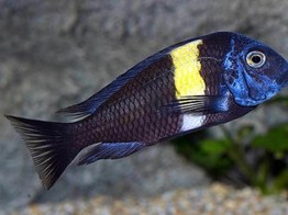 TROPHEUS DUBOISI 4 5-6