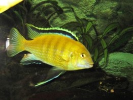 LABIDOCHROMIS SP. YELLOW 3-4