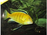 LABIDOCHROMIS SP. YELLOW 6-7