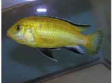 LABIDOCHROMIS CAERULEUS GOLD 4