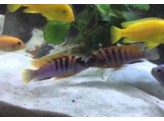 LABIDOCHROMIS SP. ARNOLDI 3 5 - 4