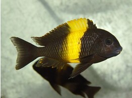 TROPHEUS MOORII KIRIzA KAISER 4