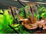 PTEROPHYLLUM SCALARE RIO ITAYA 3-3 5