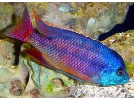 PROTOMELAS TAENIOLATUS RED EMPRESS 3-3 5