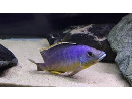 ELECTROCHROMIS LOBOCHILUS/PROTOMELAS HERTHAE 4-5