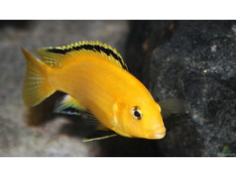 LABIDOCHROMIS YELLOW KAKUSA 3-3 5