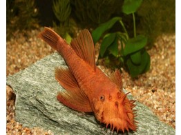 ANCISTRUS SP. SUPER RED 4-5