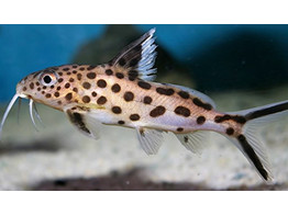 SYNODONTIS SP. MULTIPUNCTATUS 5-6