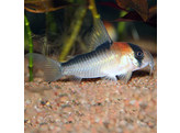 CORYDORAS ADOLFOI 4-5