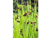 Juncus effusus