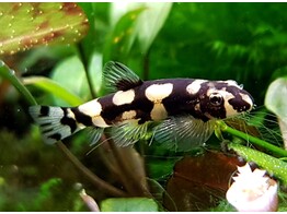 STIPHODON SP. PANDA GOBY  2 5-3