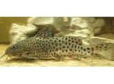 SYNODONTIS NJASSAE SILVER 3 5-4