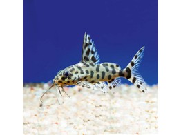 SYNODONTIS VALENTIANA 5-6