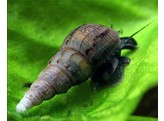 HORN SNAIL 2