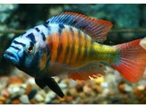 HAPLOCHROMIS MIGORY 4-5