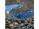 NEOCARIDINA SP. BLUE 2-2 5