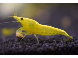 NEOCARIDINA YELLOW GOLD LINE 1 5-2