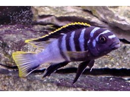 LABIDOCHROMIS SP. MBAMBA 4-5