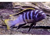 LABIDOCHROMIS SP. MBAMBA 4-5