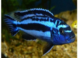 MELANOCHROMIS SP. MAINGANO/CYANEORHABDOS 4-5