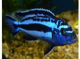 MELANOCHROMIS SP. MAINGANO/CYANEORHABDOS 4-5