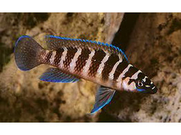LAMPROLOGUS CYLINDRICUS 3 5-4