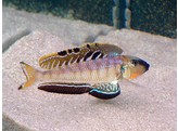 ENANTIOPUS/XENOTILAPIA MELANOGENYS UTINTA ORAN 4-5