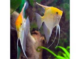 PTEROPHYLLUM SCALARE GOLD 2-2 5