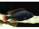 HAPLOCHROMIS/ASTATOTILAPIA NUBILUS 3-3 5