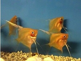 PTEROPHYLLUM SCALARE GHOST ORANGE 3-3 5