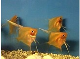 PTEROPHYLLUM SCALARE GHOST ORANGE 3-3 5