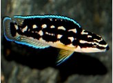 JULIDOCHROMIS TRANSCRIPTUS 6-9