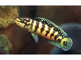 JULIDOCHROMIS MARLIERI 3-3 5