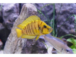 ALTOLAMPROLOGUS COMPRESSICEPS GOLD 3-4